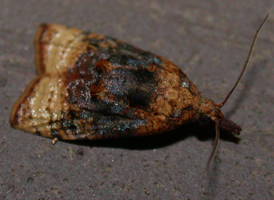 Black-shaded Platynota